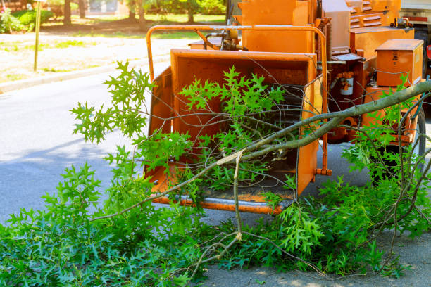 Best Tree Pruning Services  in USA